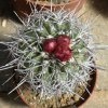 Copiapoa_alticostata